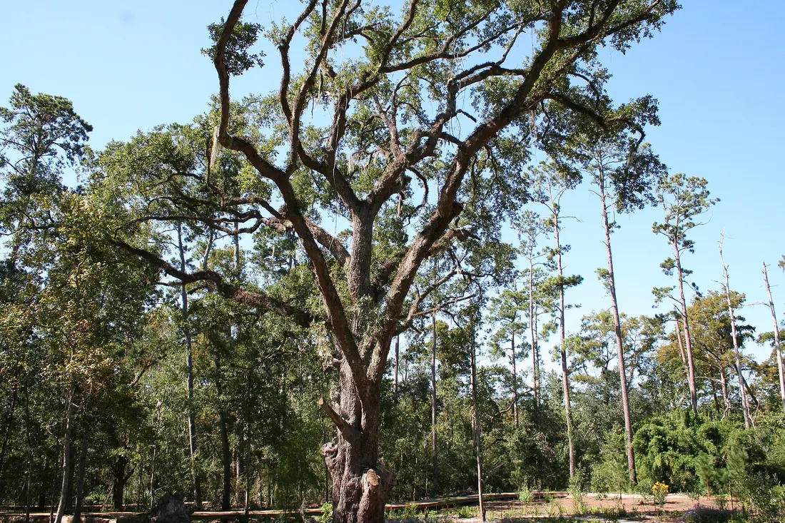 Large spreading live oak beside a wooden boardwalk with tall pines and a clear blue sky